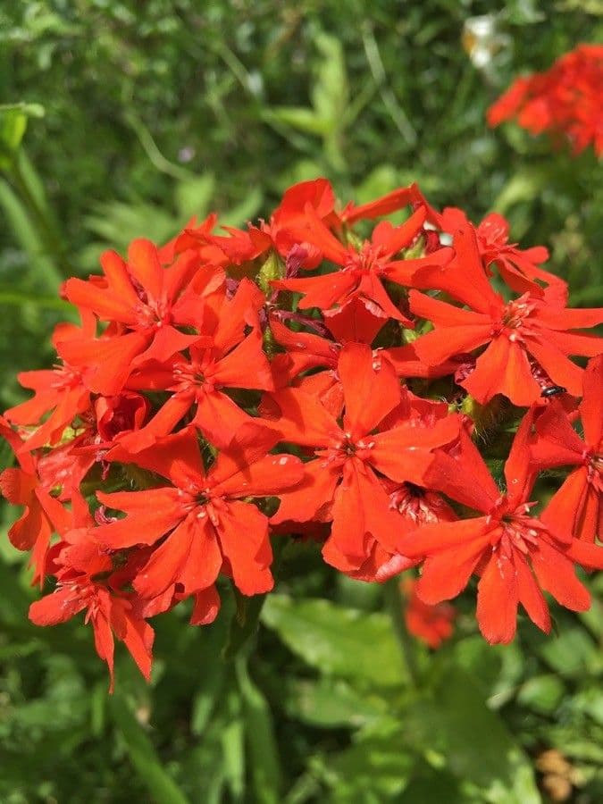 Silene 2