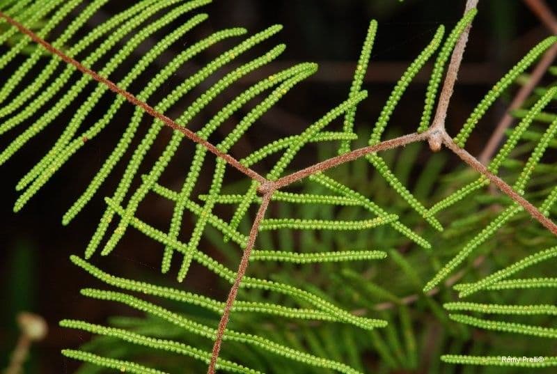 Gleichenia dicarpa 9