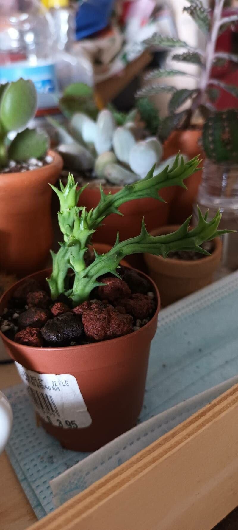 Semota-Orbea 6