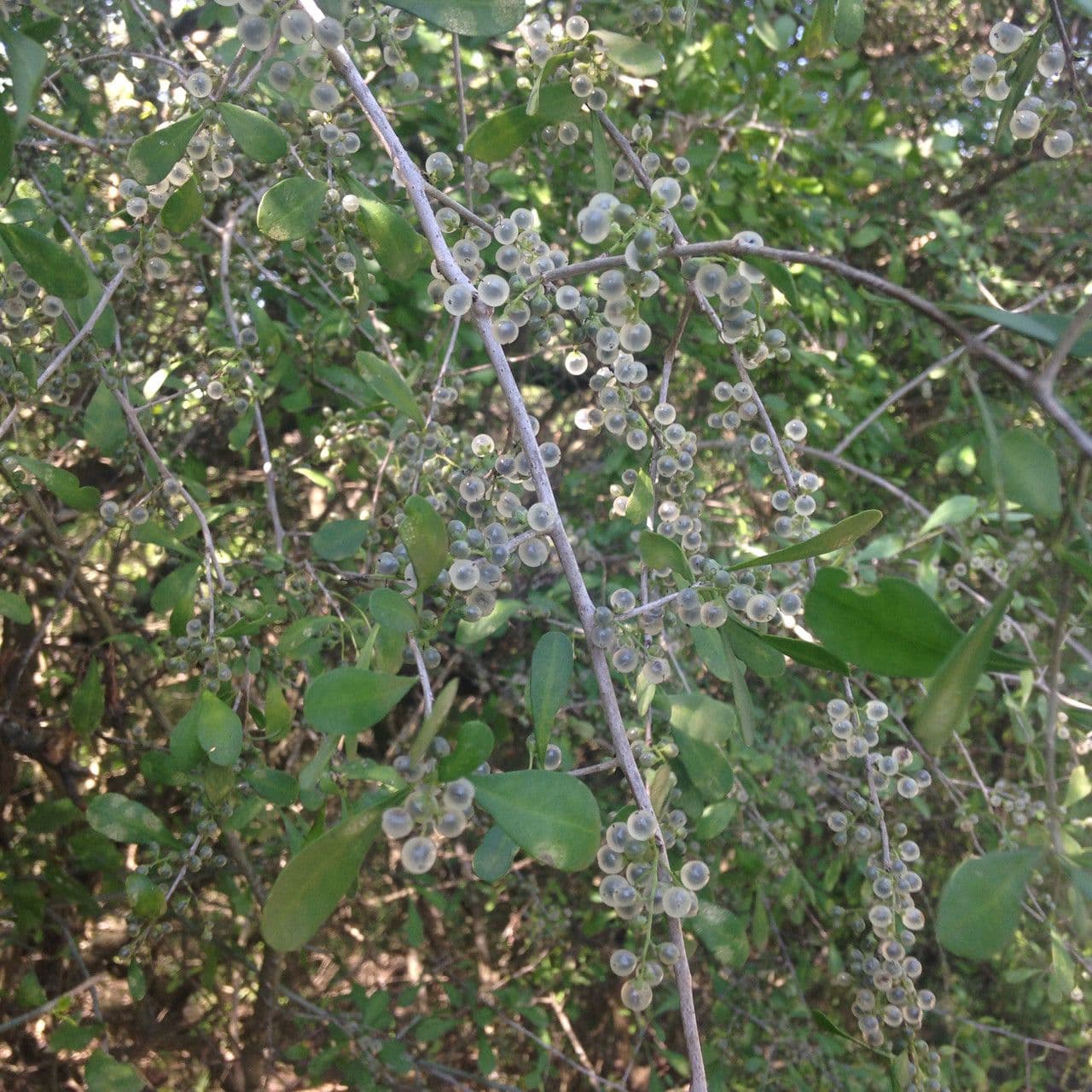 Phaulothamnus 2