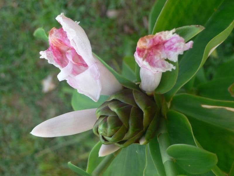 Costus 13