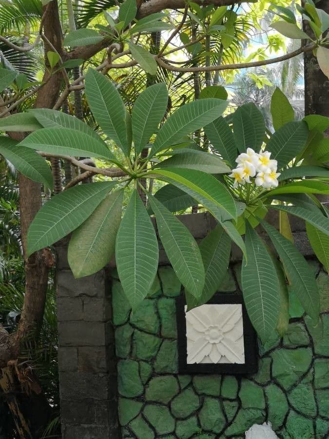 Algodoncillo blanco 16