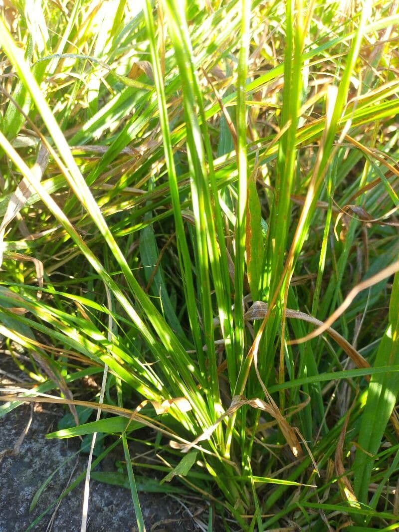 Sporobolus africanus 6