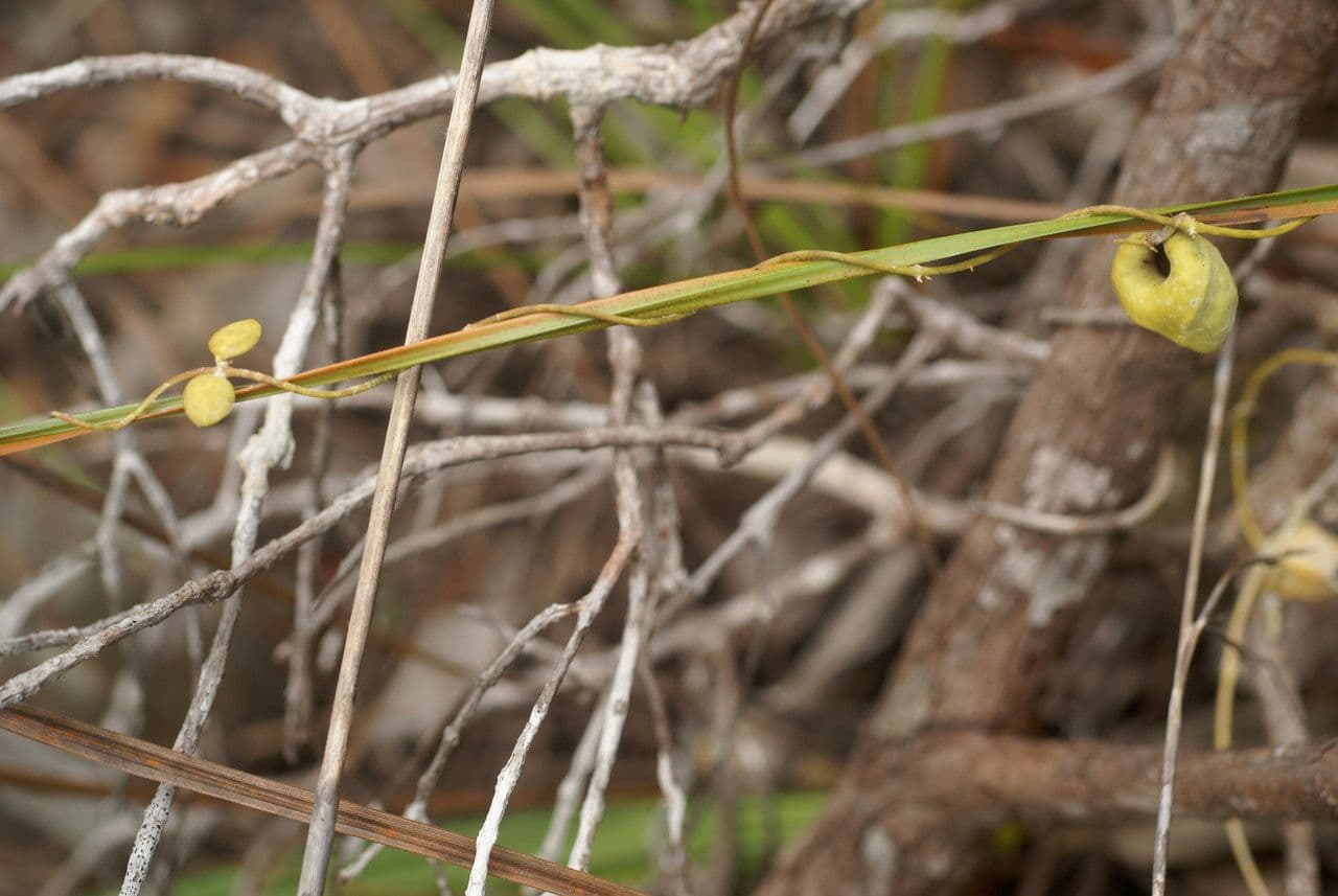 Dischidia 5