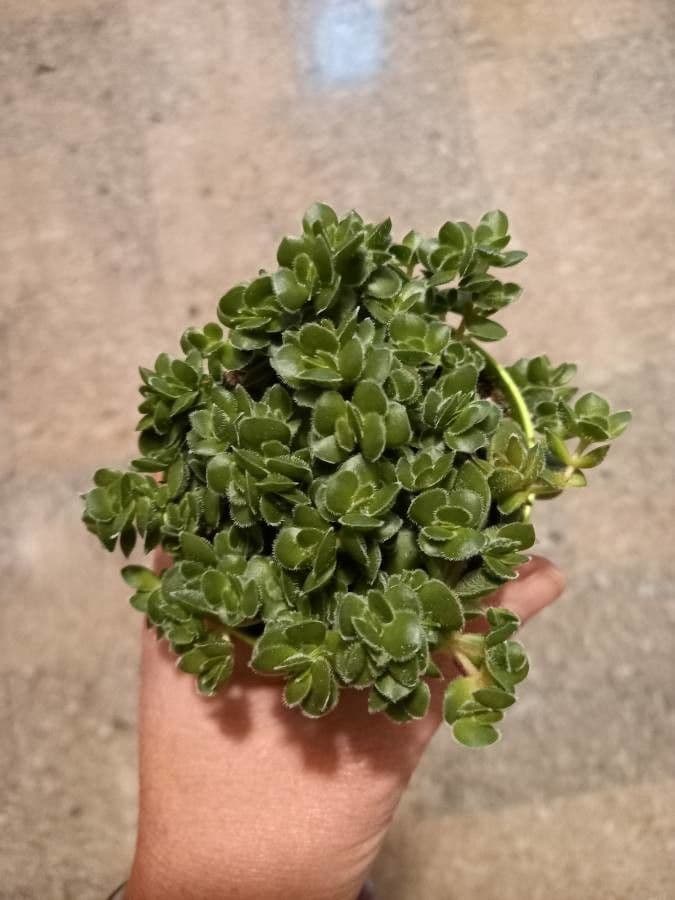 Crassula 10