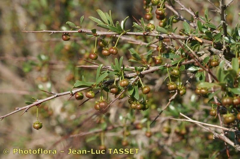 Flueggea tinctoria 3