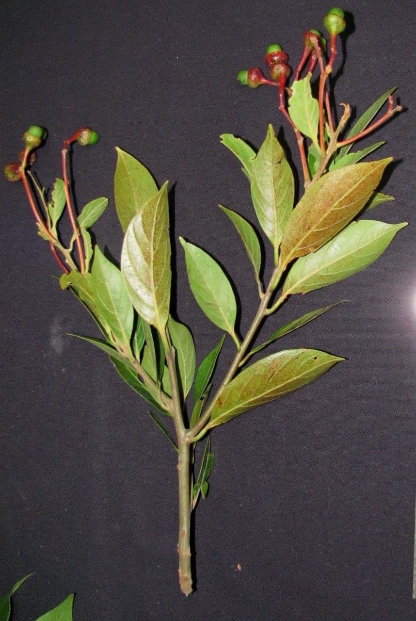 Nectandra 12