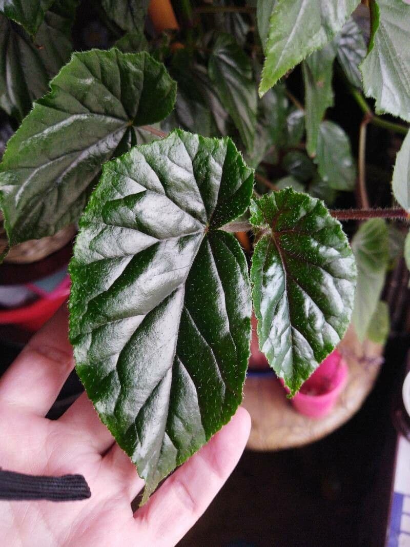 Begonia 5