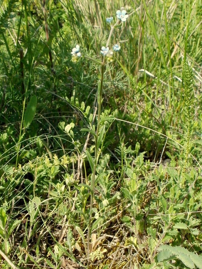 Lappola barbata 2