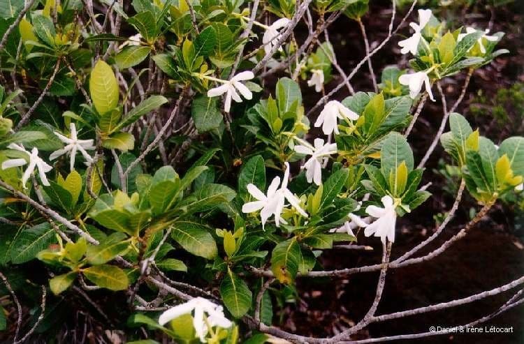 Aubrys Gardenie 13