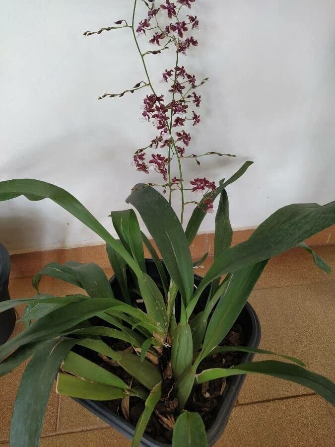 Oncidium 9