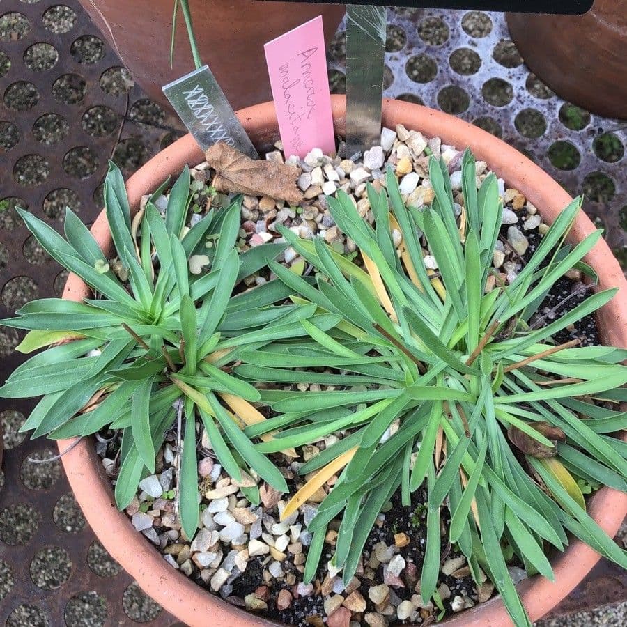 Armeria malacitana 3