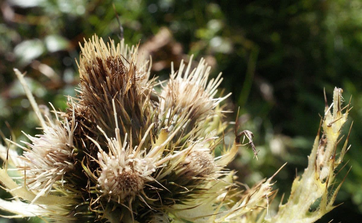 Cardo spinosissimo 2