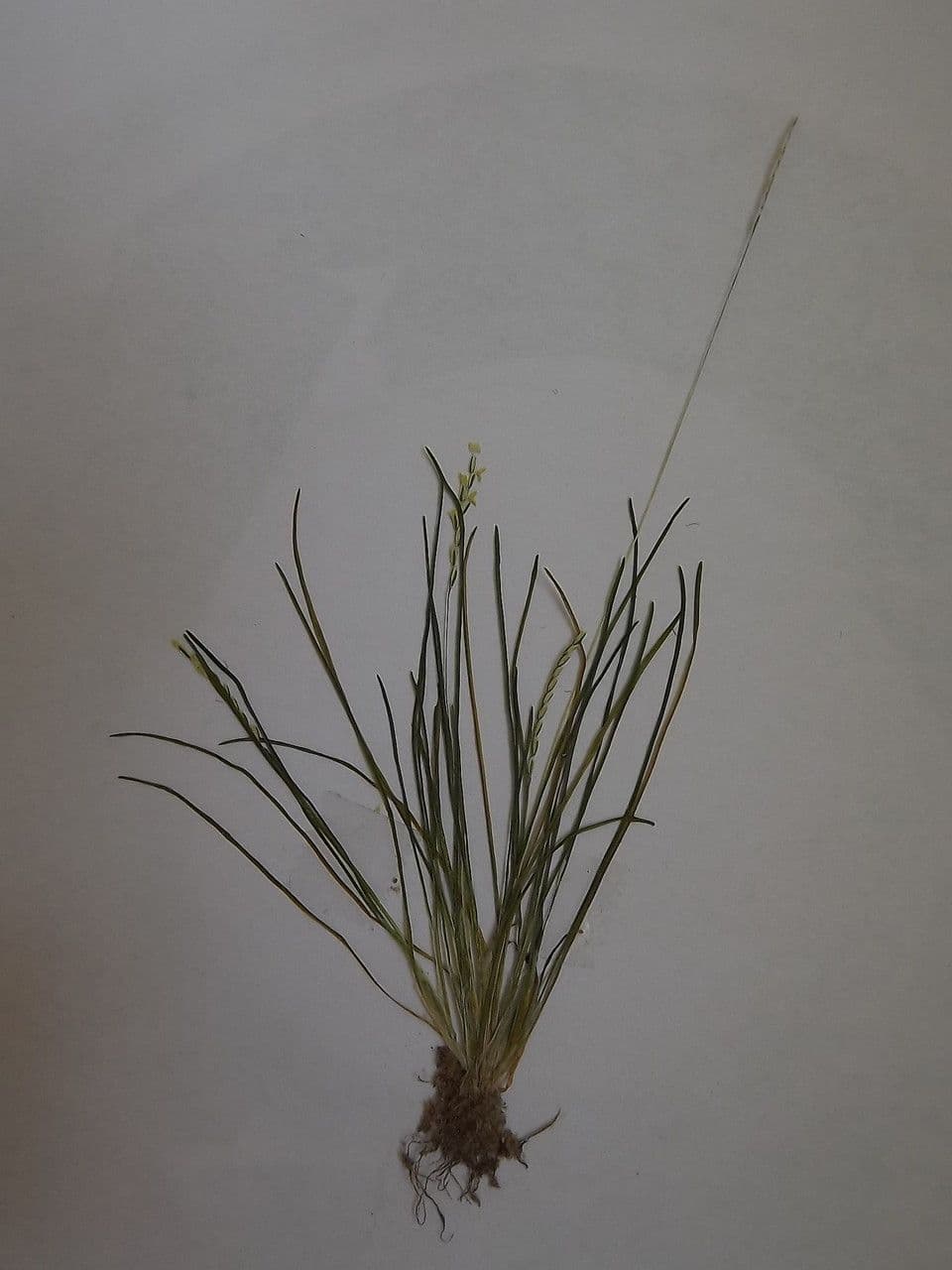 Mibora minima 28