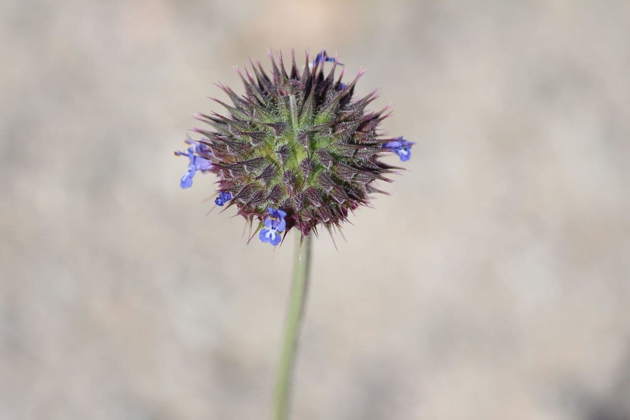 Salvia columbariae 3