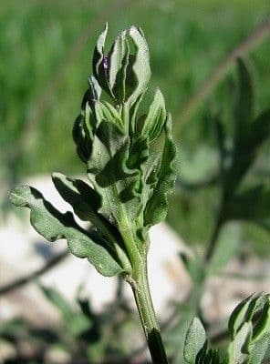 Legousia hybrida 16