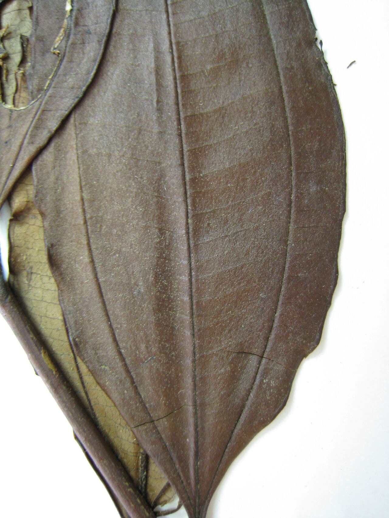 Miconia minutiflora 14