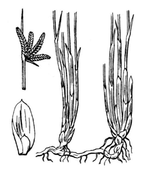 Zigolo liscio 19