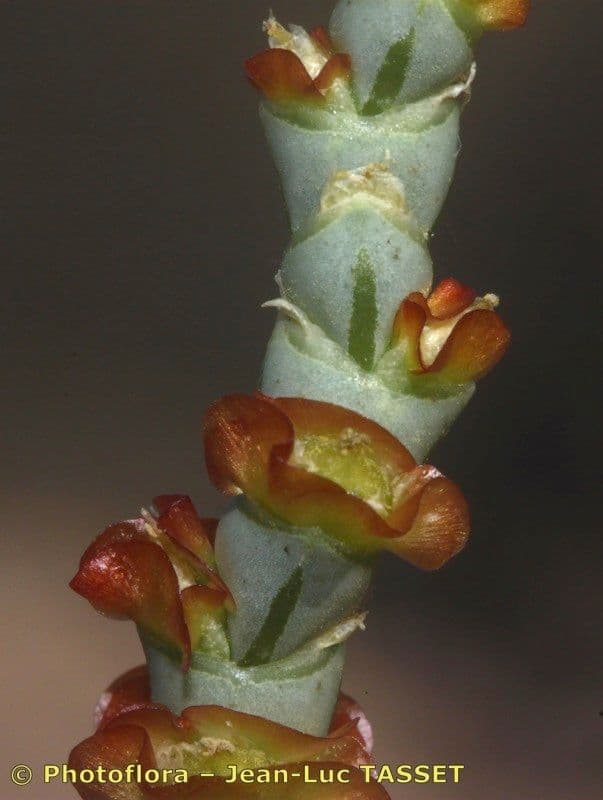 Anabasis articolata 5