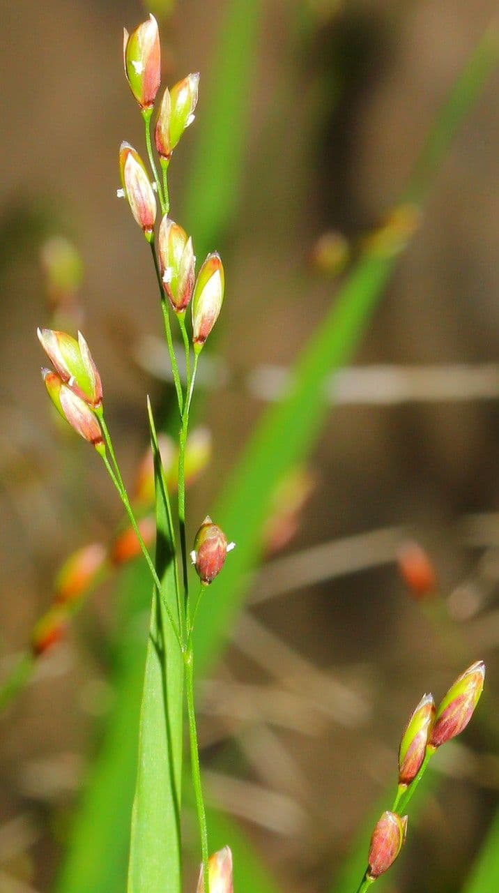 Melica uniflora 26
