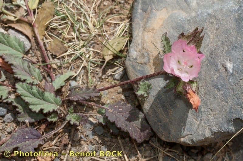 Malope malacoides 8