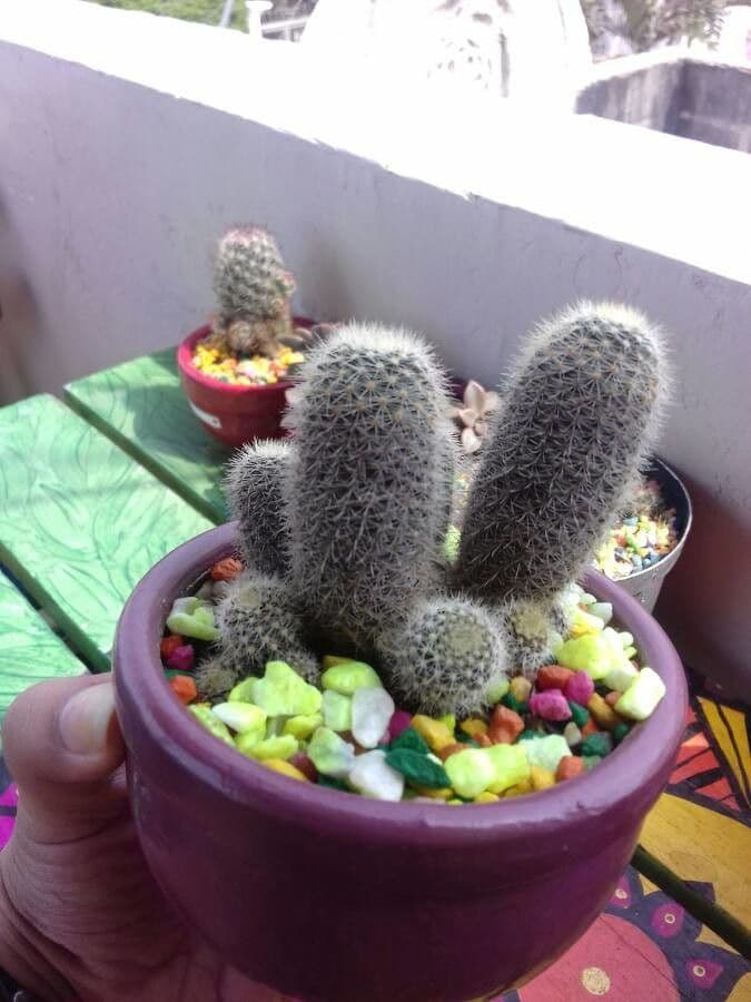 Mammillaria 2