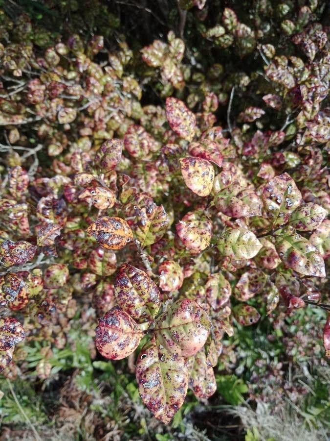 Lophomyrtus bullata 4