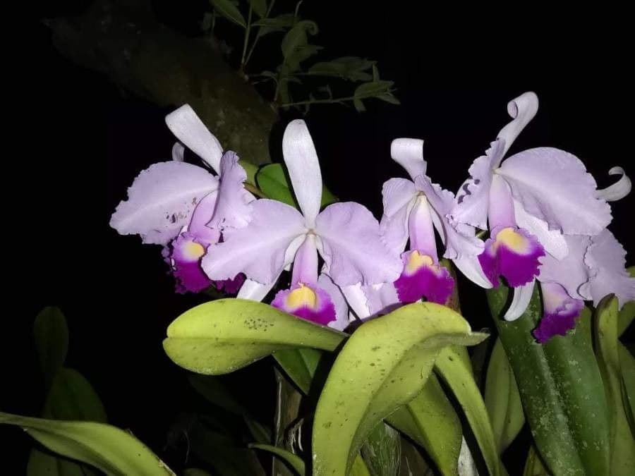 Orchidea di Natale 4