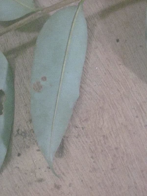 Xylopia nitida 2