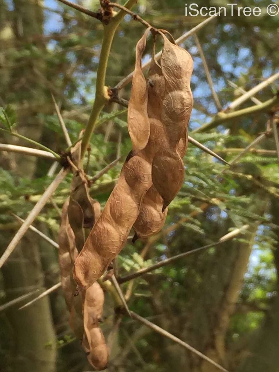 Acacia febrífuga 3