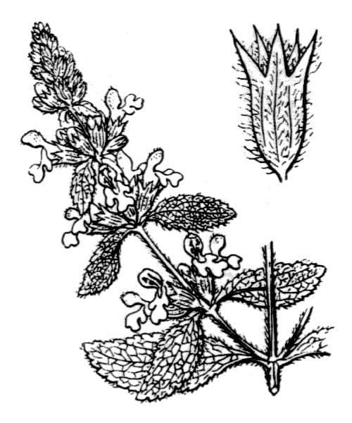 Stregona gialla 27