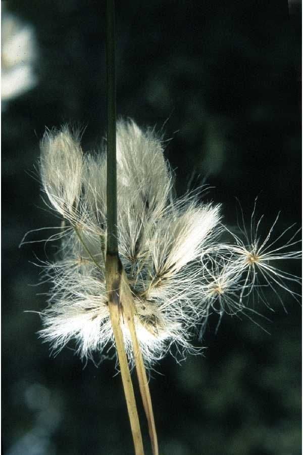 Vrbica