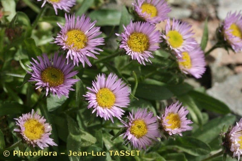 Erigeron 3