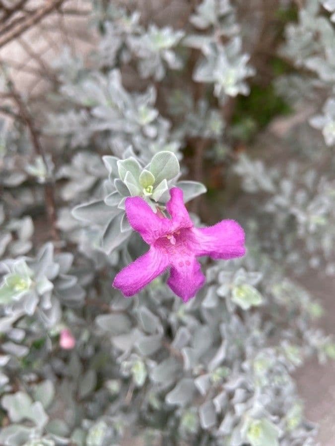 Leucophyllum candidum 5