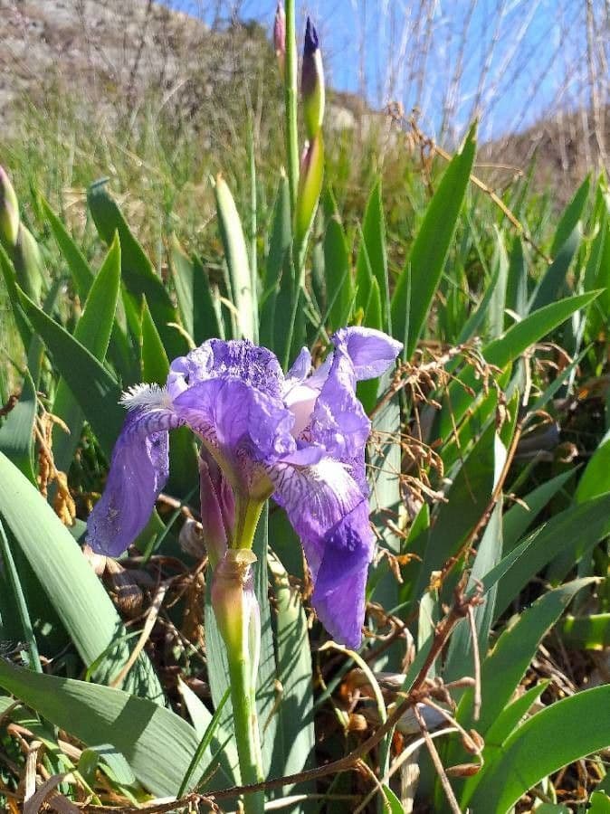 Iris lutescens 9