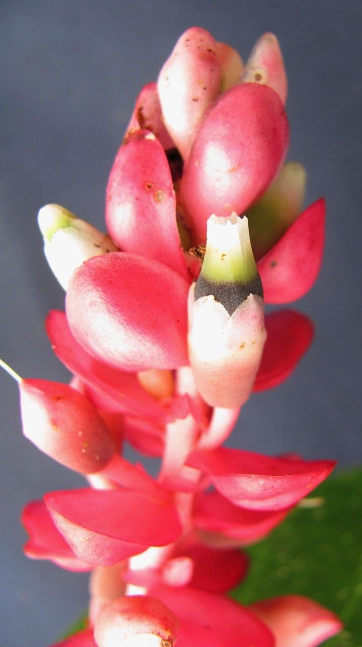Cavendishia 5