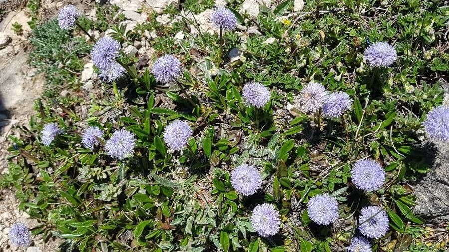 Koulenka bezstvolá 3