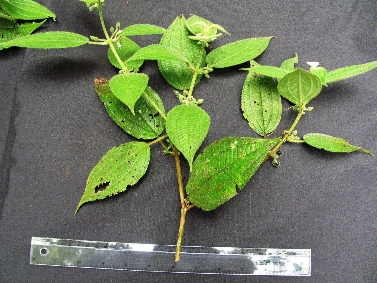 Miconia 3