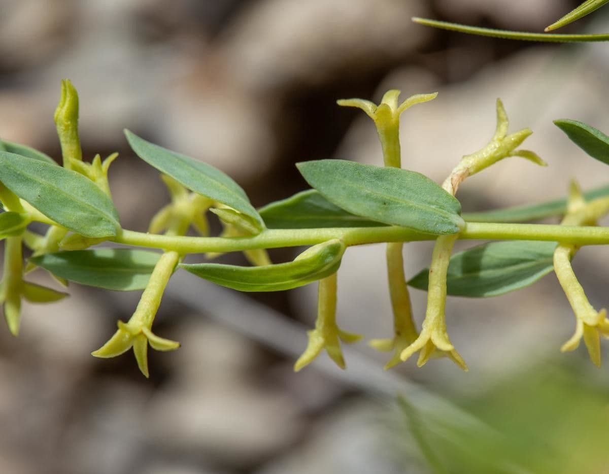 Thymelaea sanamunda 12