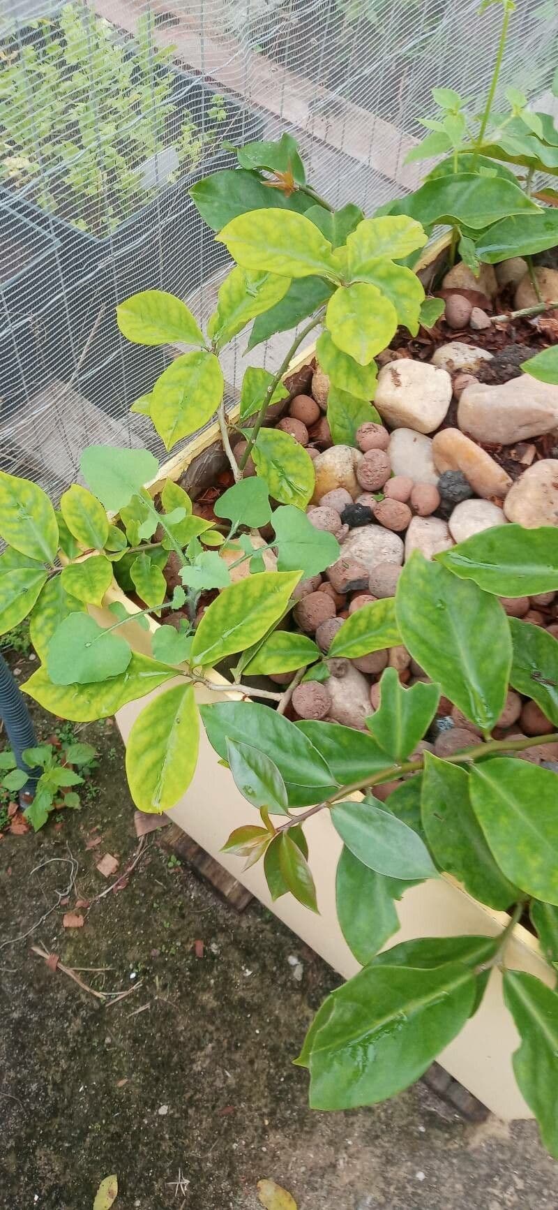 Pereskia 17