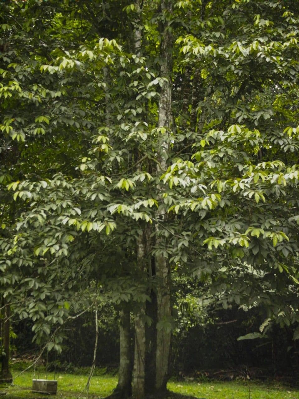 Apeiba 9