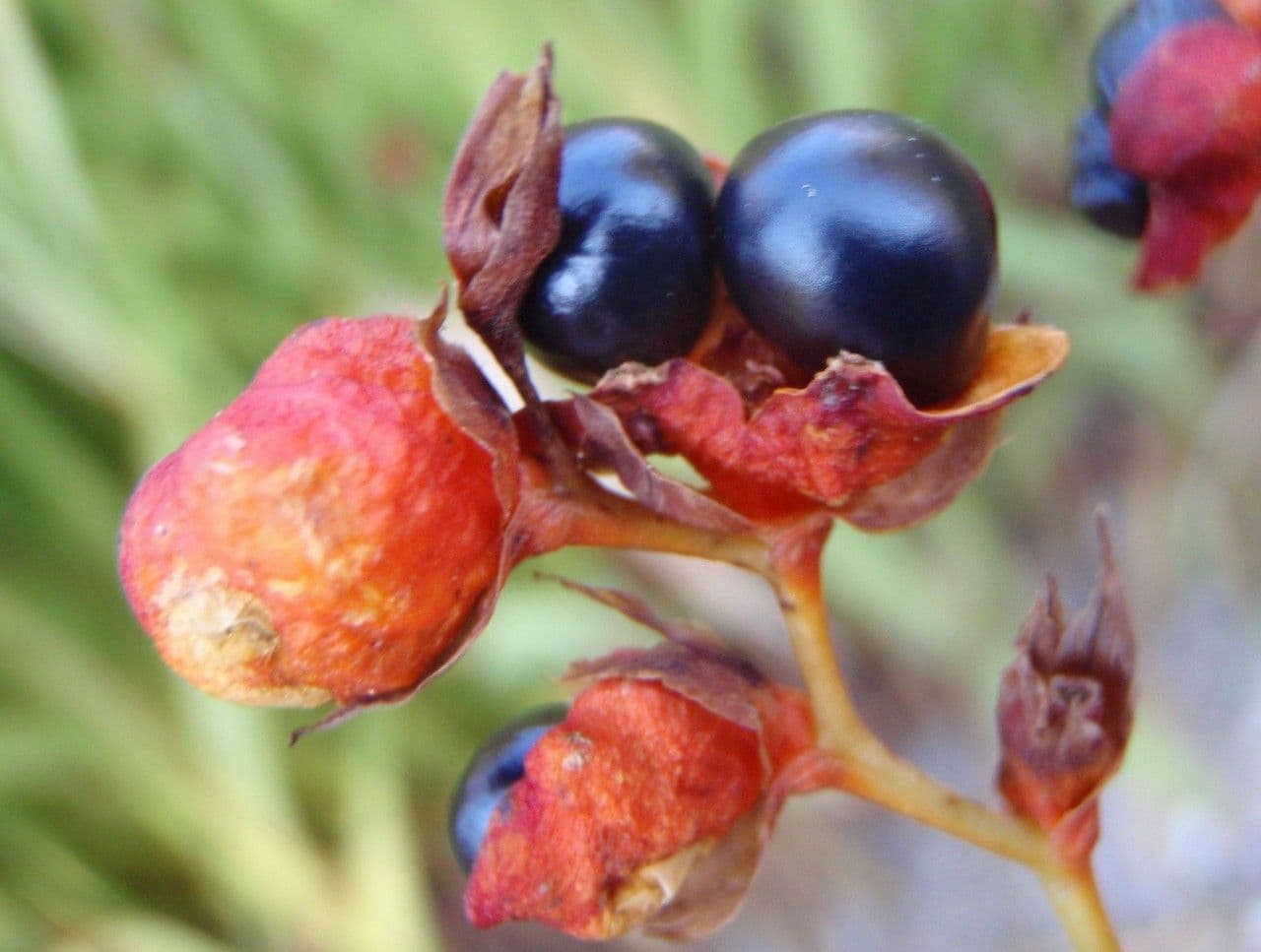 Pomejník 2