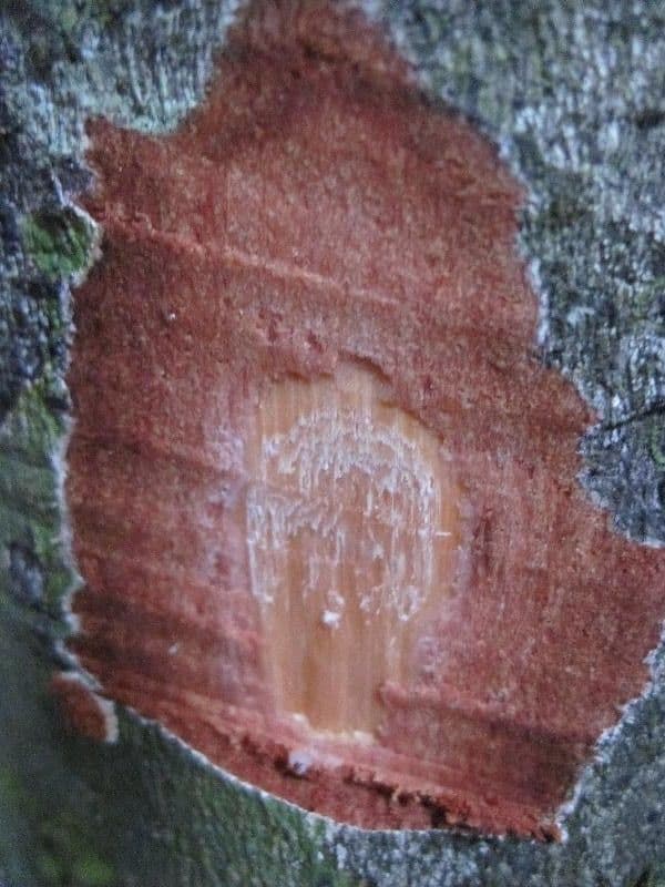 Leptobalanus 16