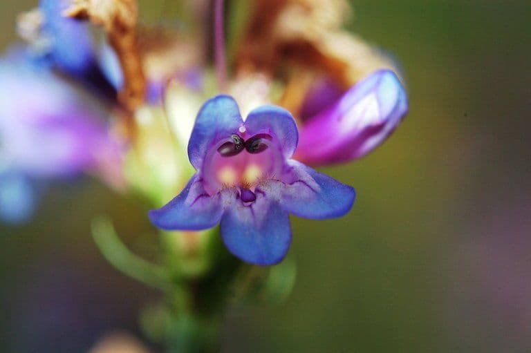 Penstemon 2
