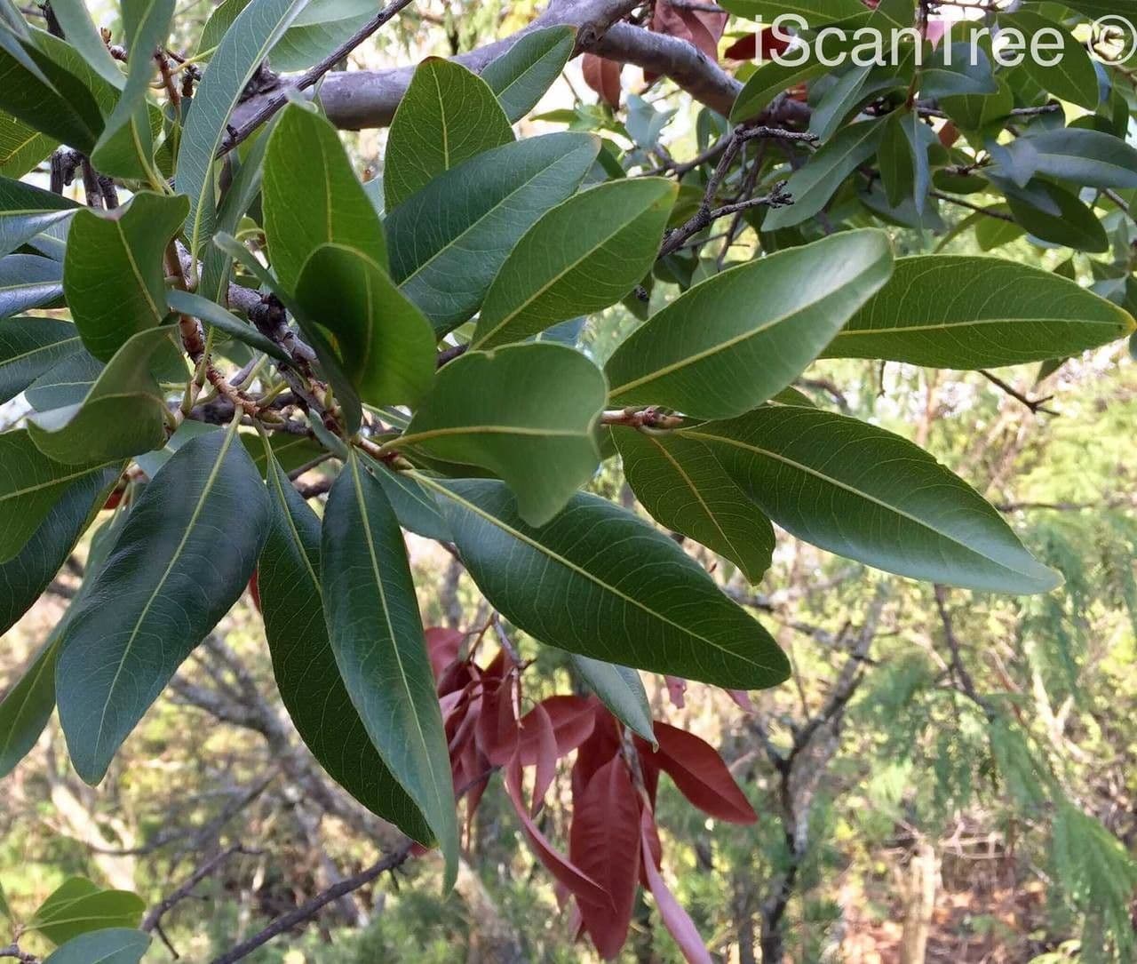 Ochna pulchra 10