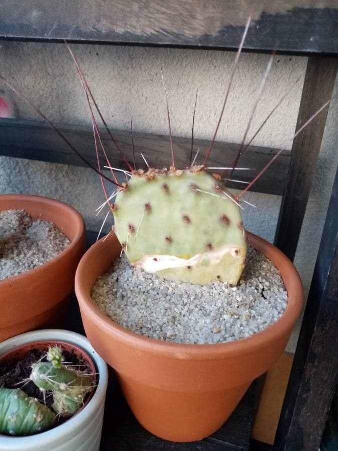 Opuntia macrocentra 22
