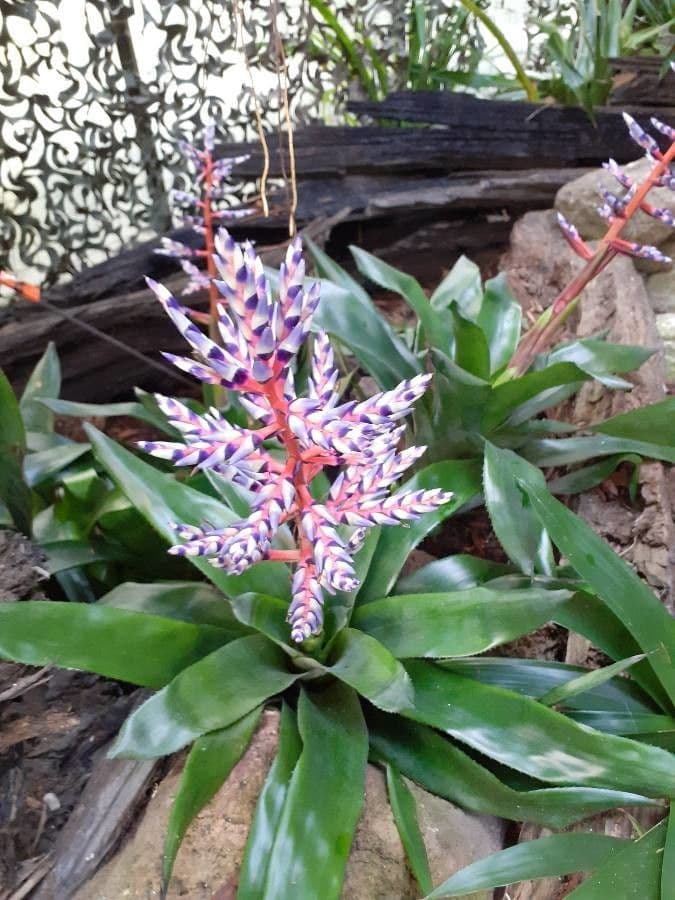 Aechmea 8