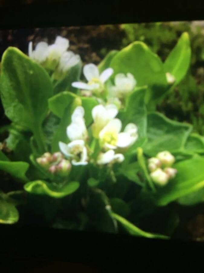 Cochlearia pyrenaica 11