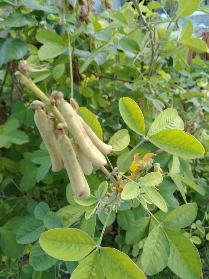 Rattenschote 16