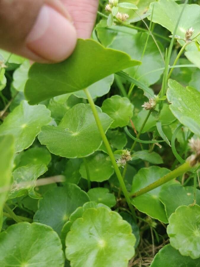 Hierba de San Guillermo 16